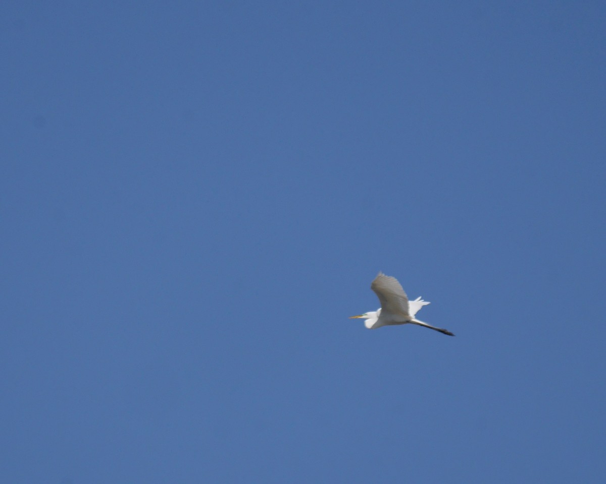 Great Egret - ML325631661