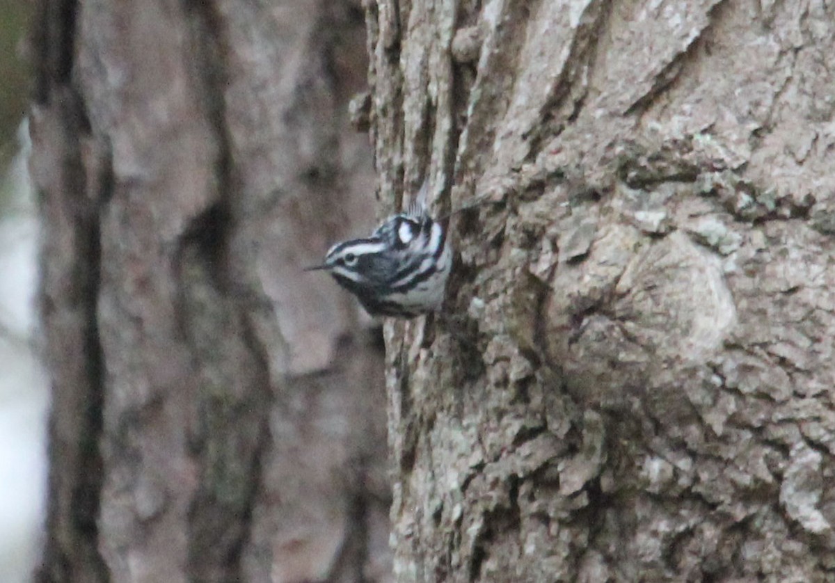 Black-and-white Warbler - James Reed