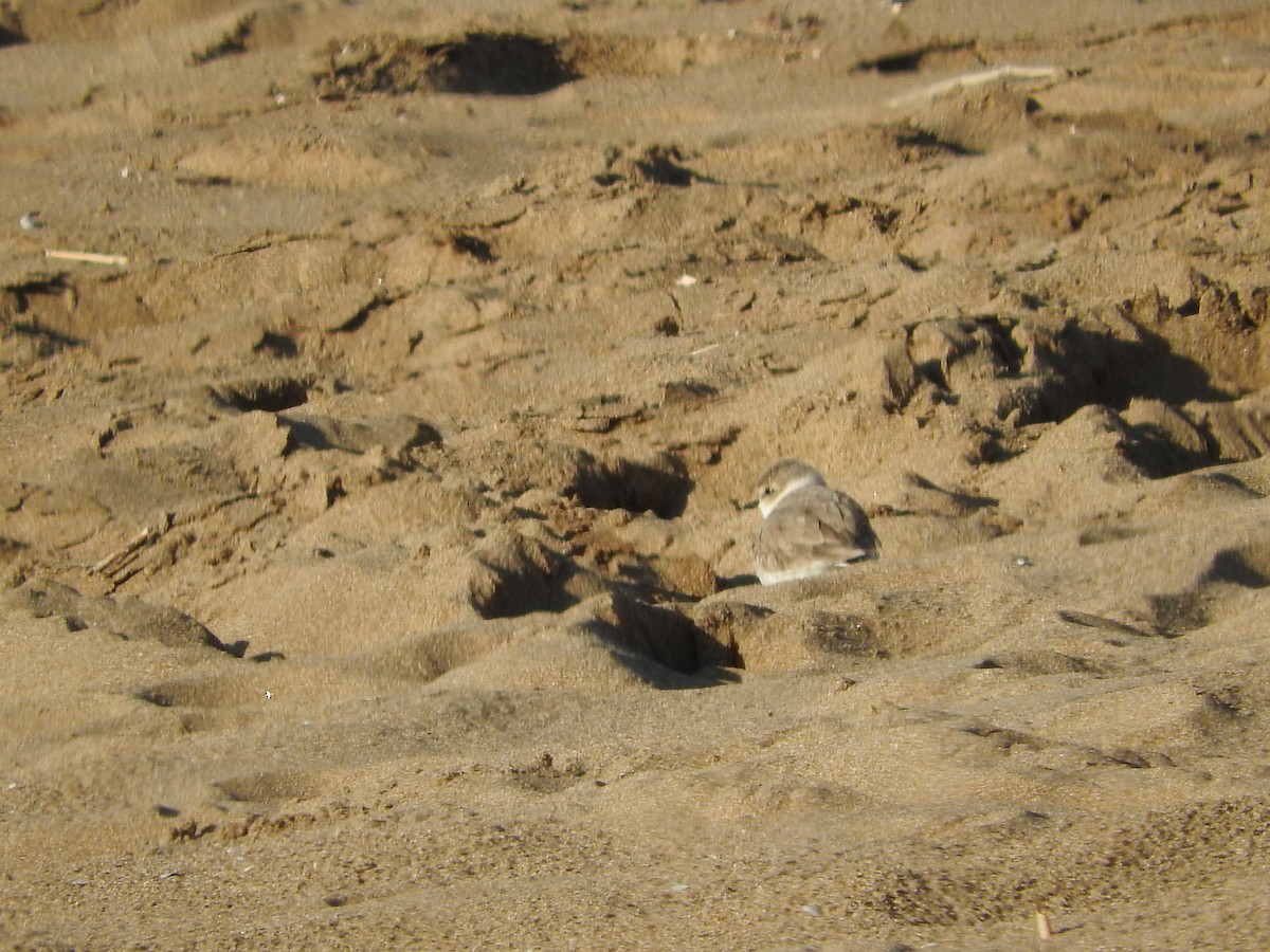 Kentish Plover - ML325634631