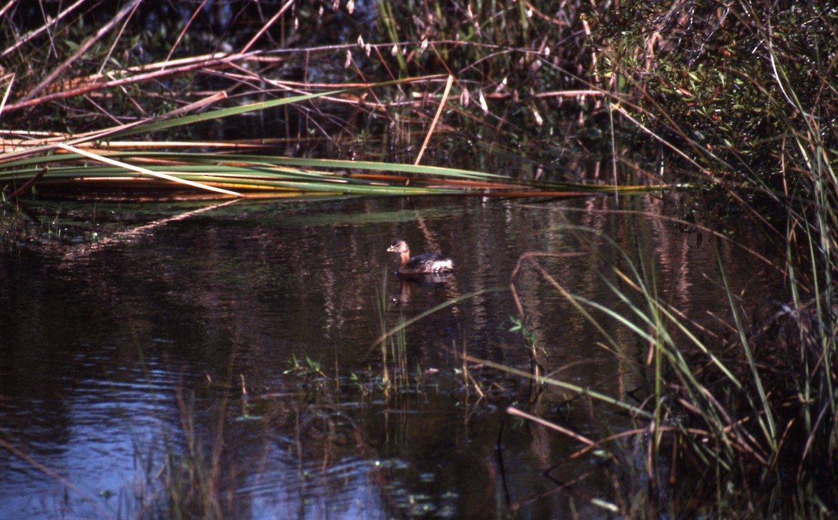 Pied-billed Grebe - Dan and Pam Guynn