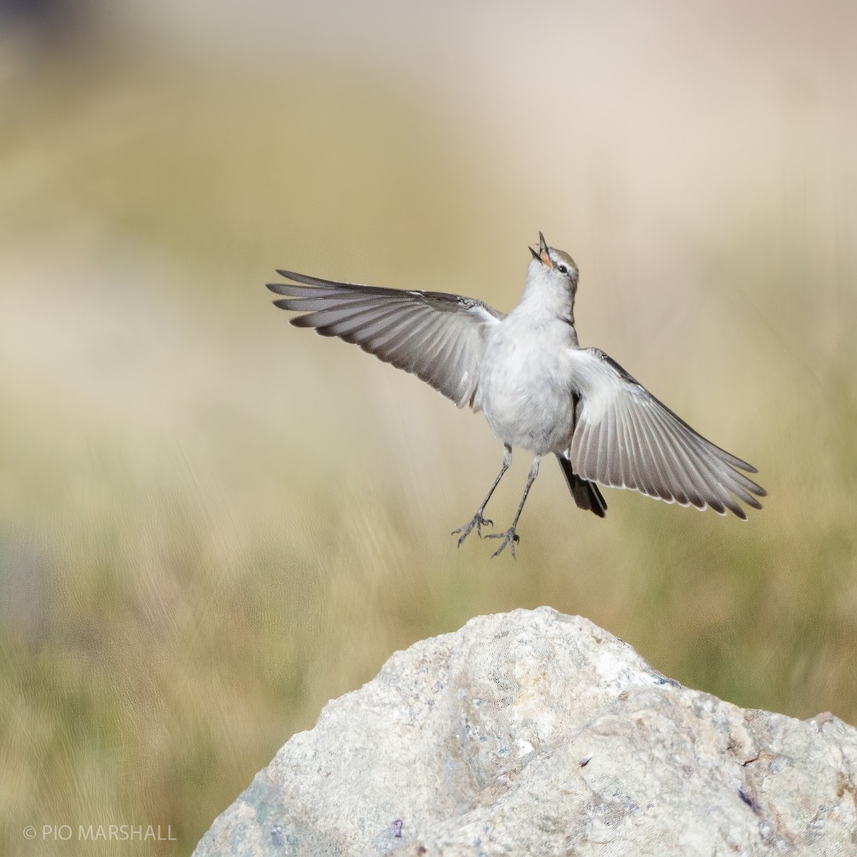 White-browed Ground-Tyrant - ML325634991