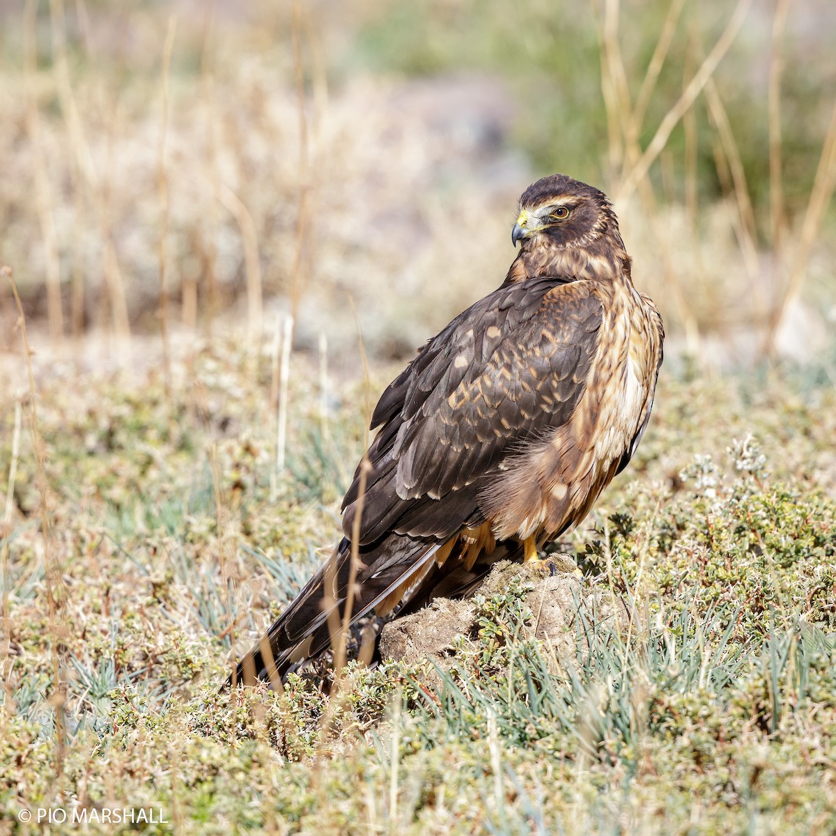 Cinereous Harrier - Pio Marshall