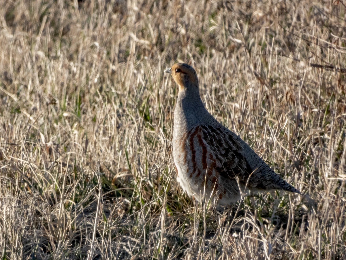 Gray Partridge - ML325637921