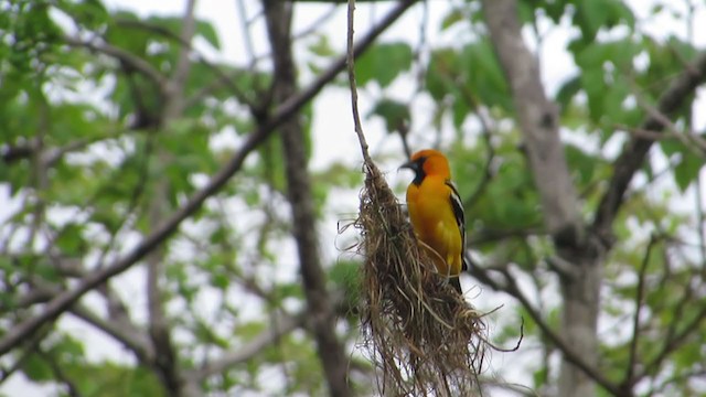 Streak-backed Oriole - ML325637991