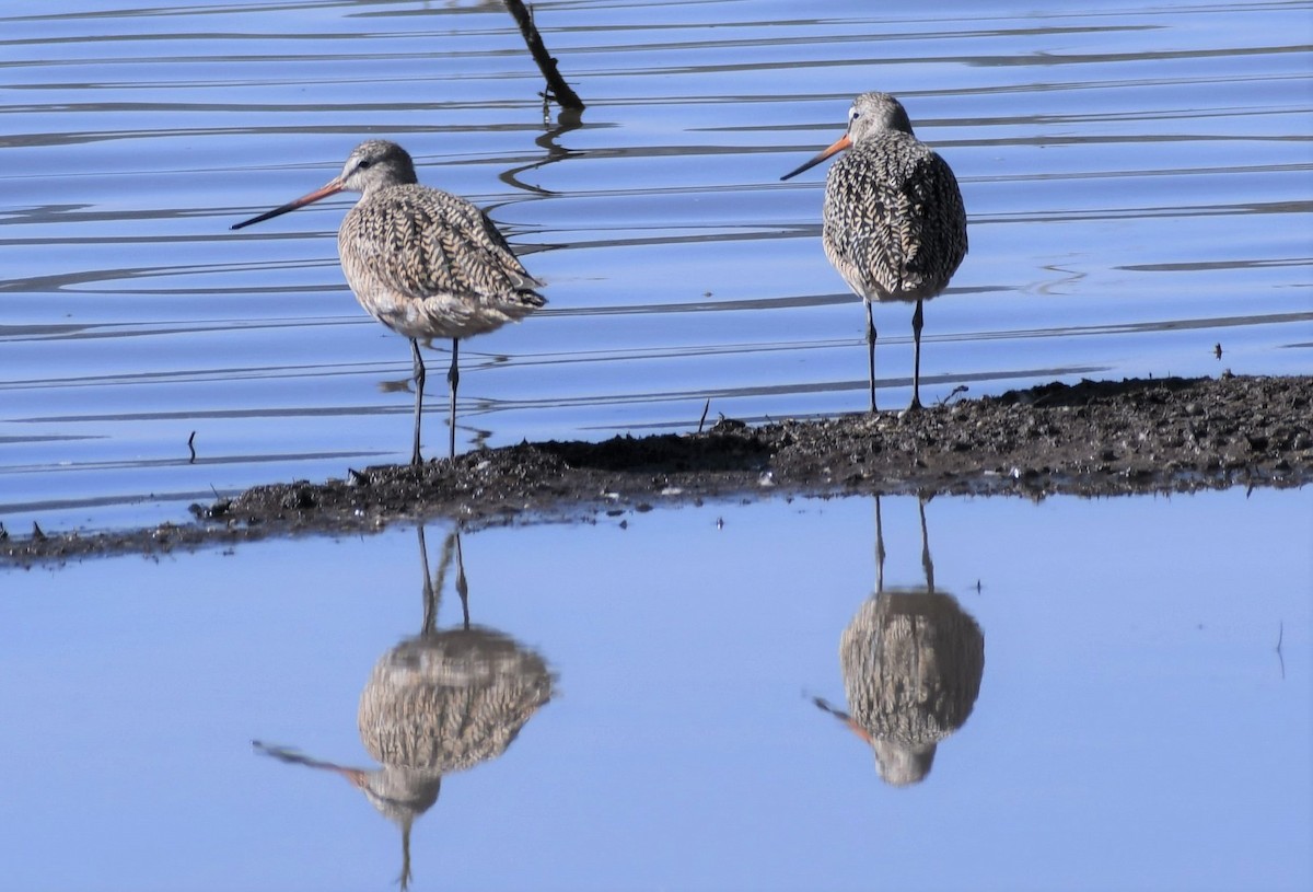 Marbled Godwit - ML325639971