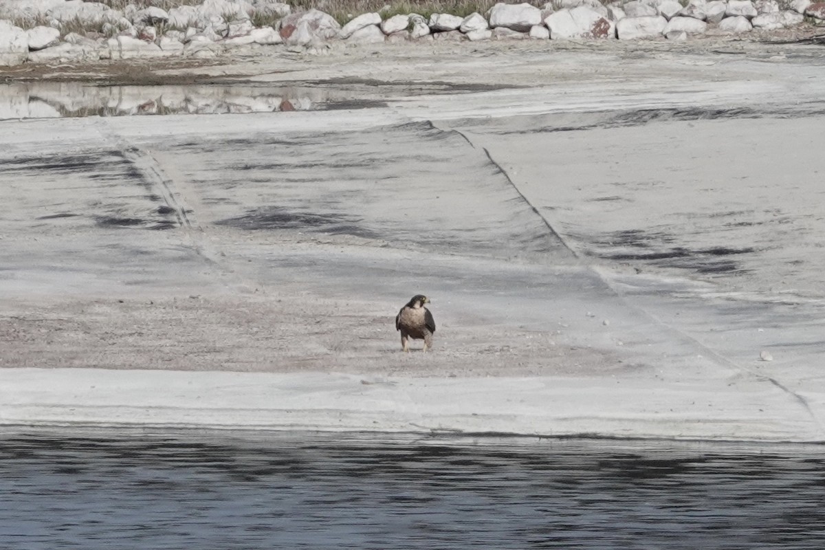 Peregrine Falcon - ML325640031