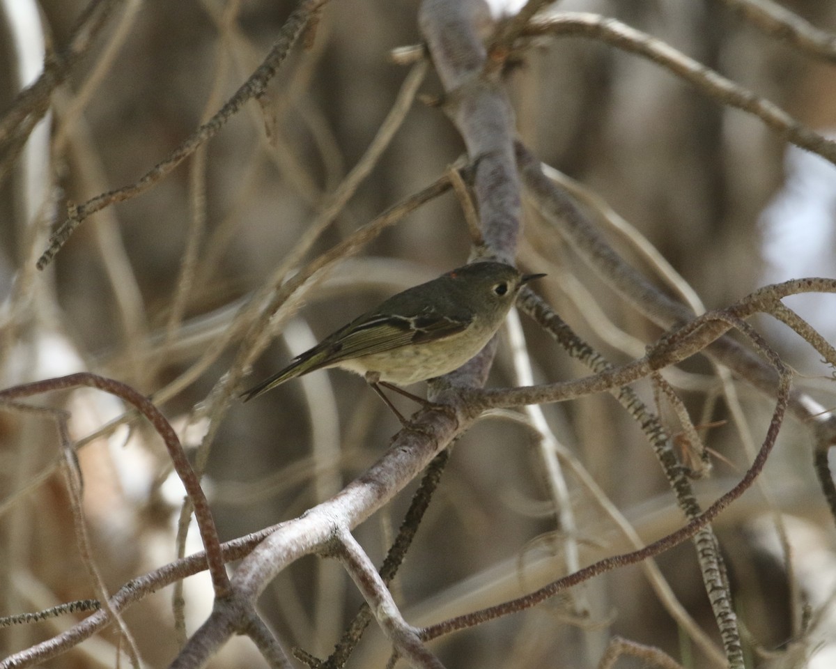 Ruby-crowned Kinglet - ML325643671