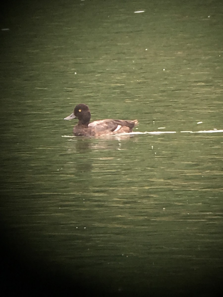 Greater Scaup - ML32564451