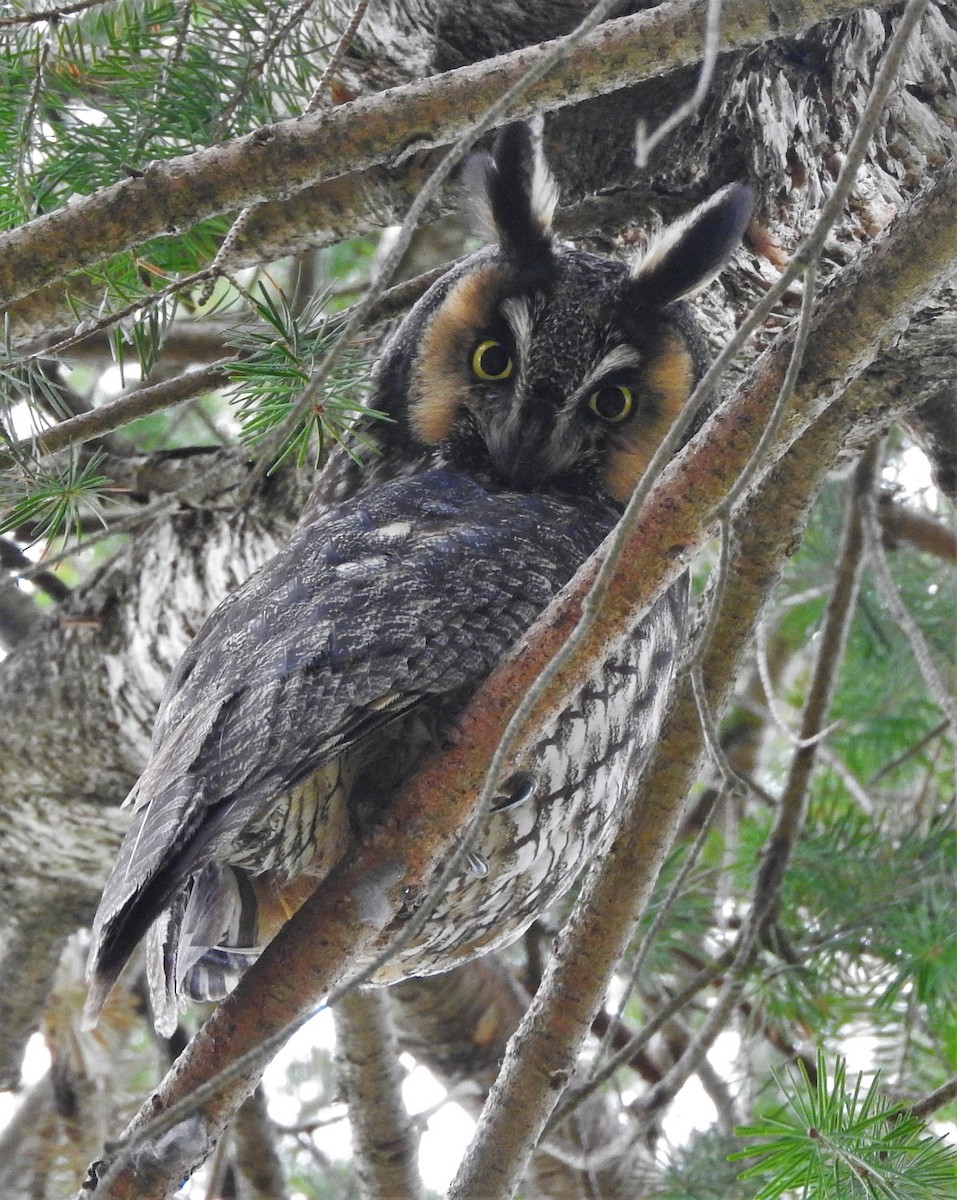 Long-eared Owl - David Parsons