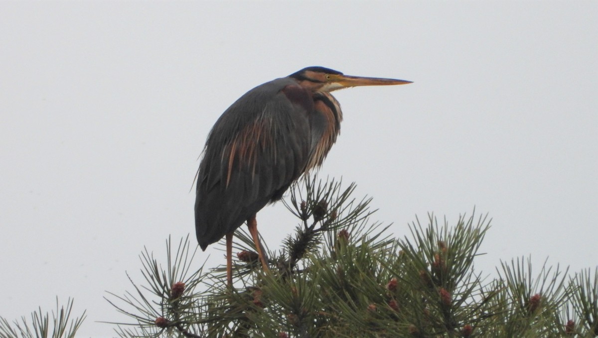 Purple Heron - Víctor Coello Cámara