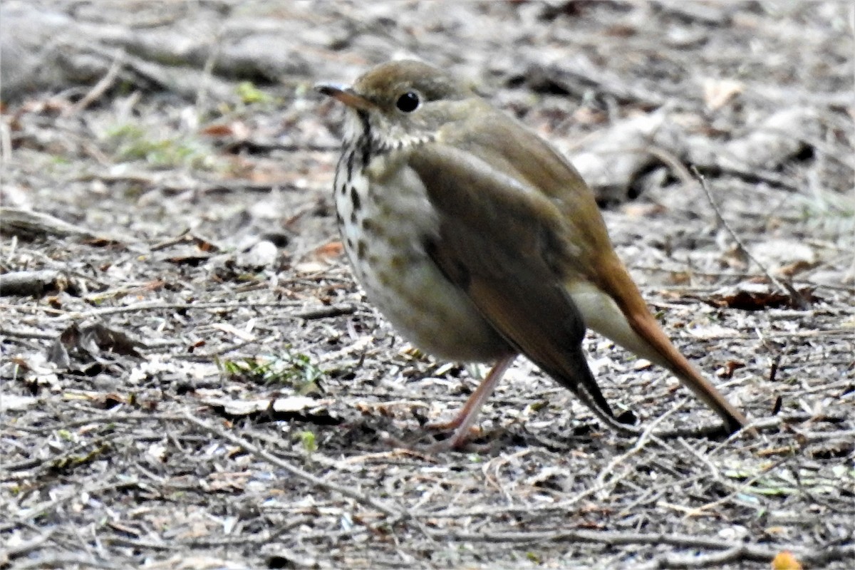 Hermit Thrush - ML325647241