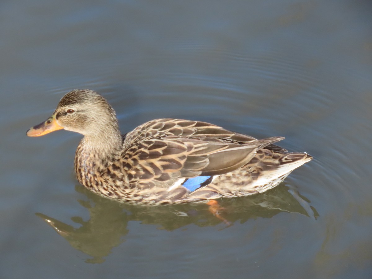 Canard colvert - ML325647741