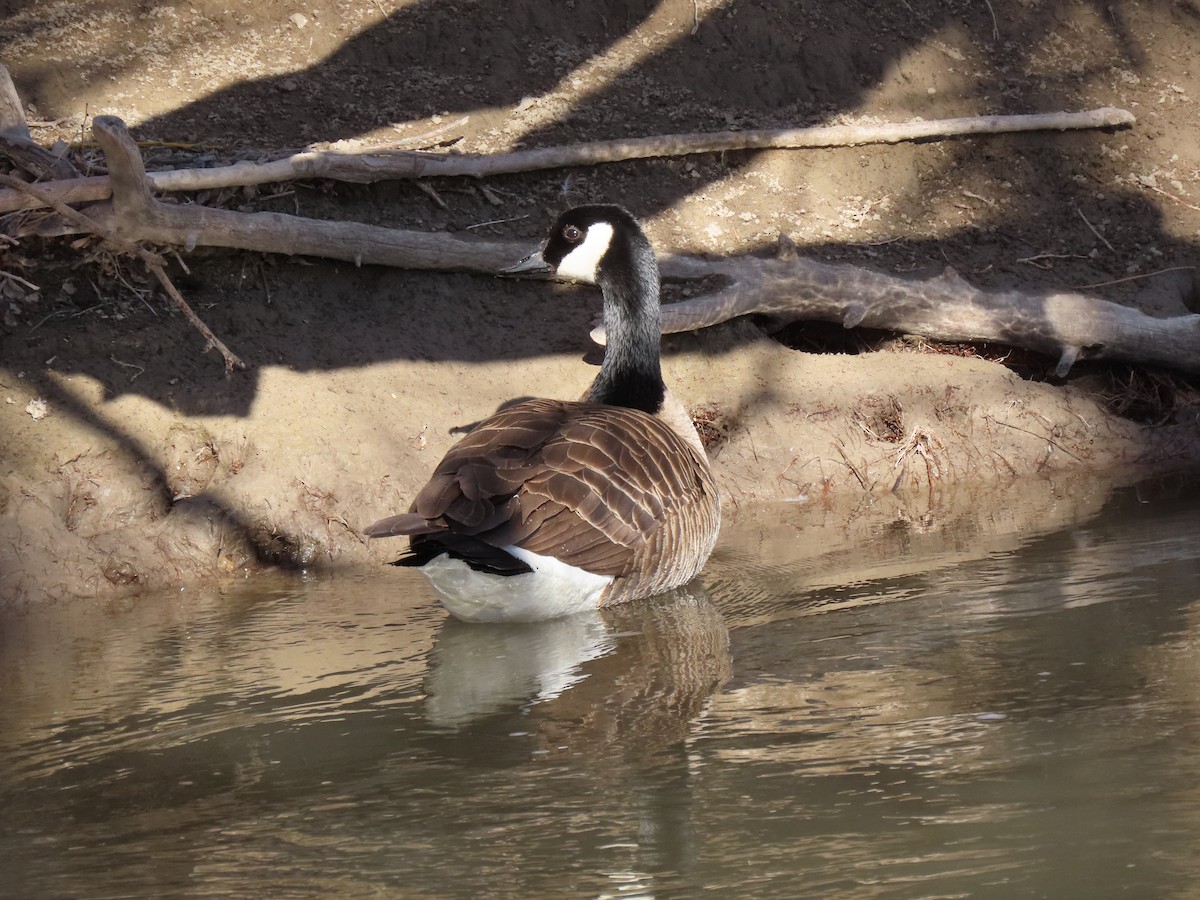 Canada Goose (moffitti/maxima) - ML325647971