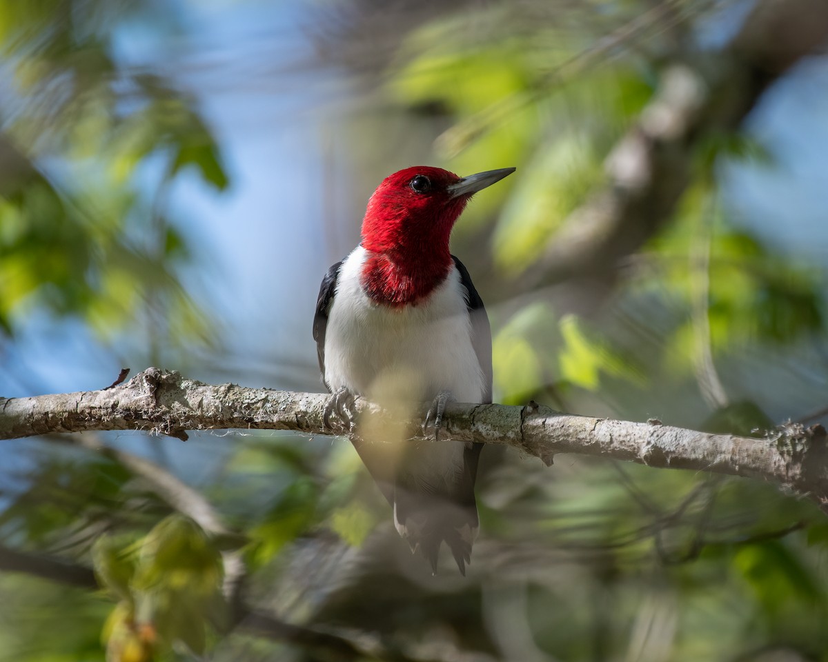 Pic à tête rouge - ML325648281