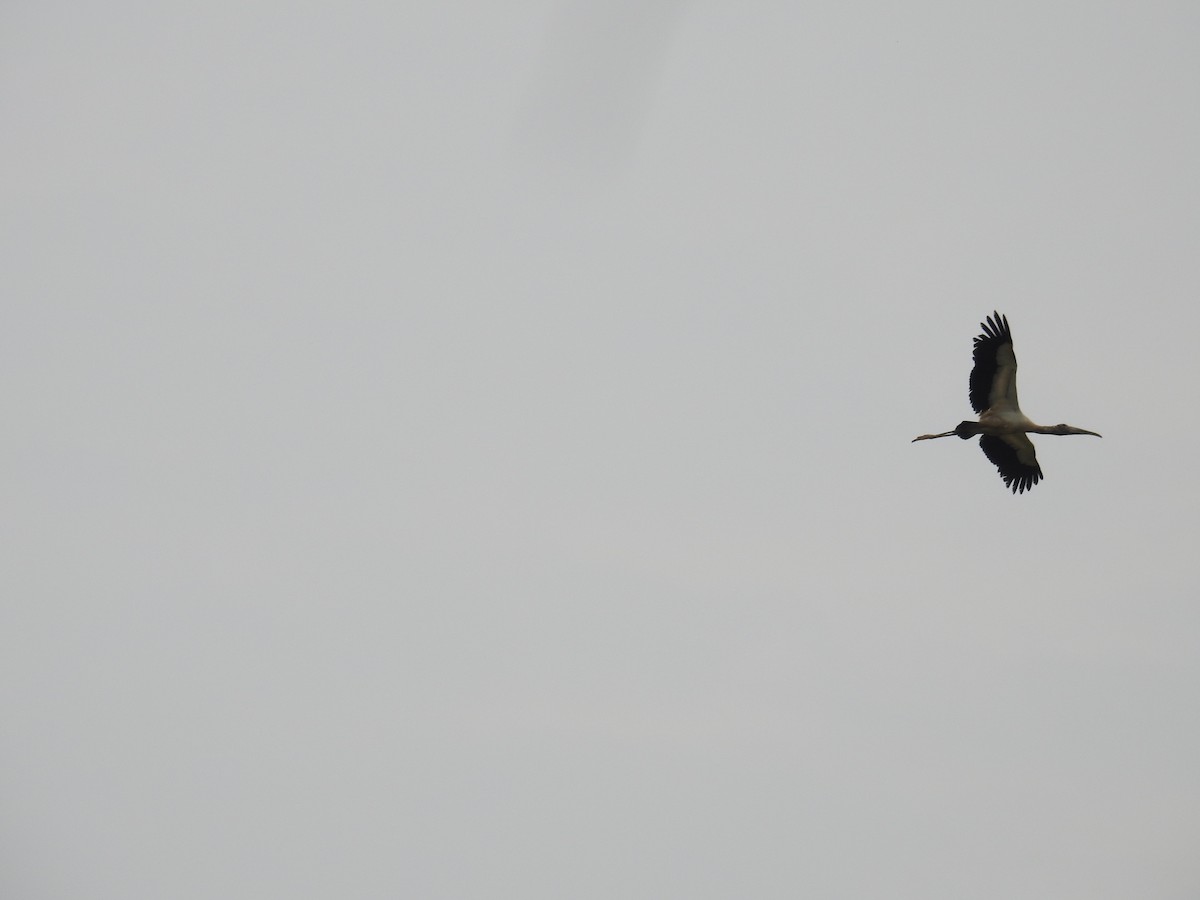 Wood Stork - ML325650191