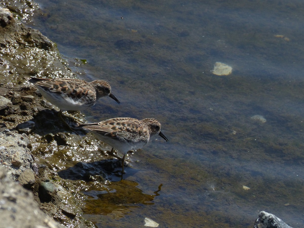 Least Sandpiper - ML325652461