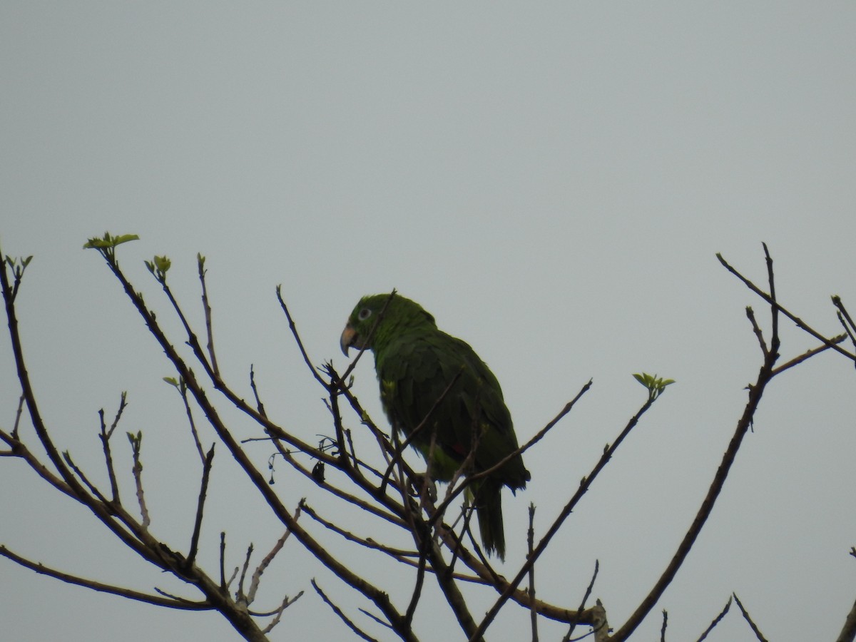 Yellow-crowned Parrot - ML325653611