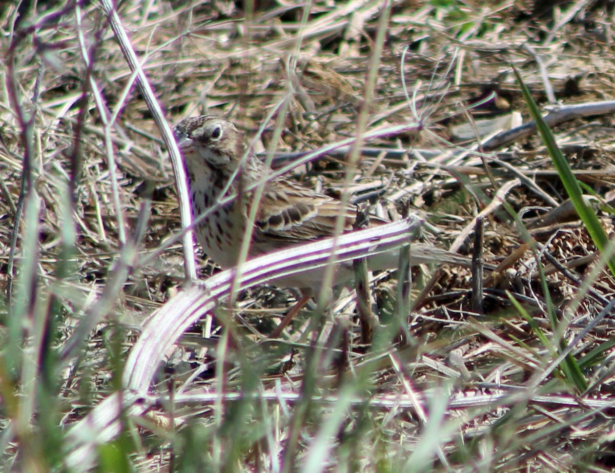 Vesper Sparrow - ML325653811