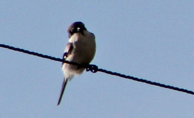 Loggerhead Shrike - ML325653911