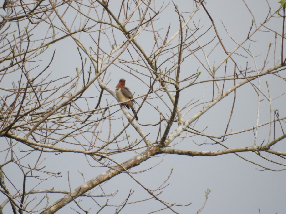 Dwarf Cuckoo - ML325654451