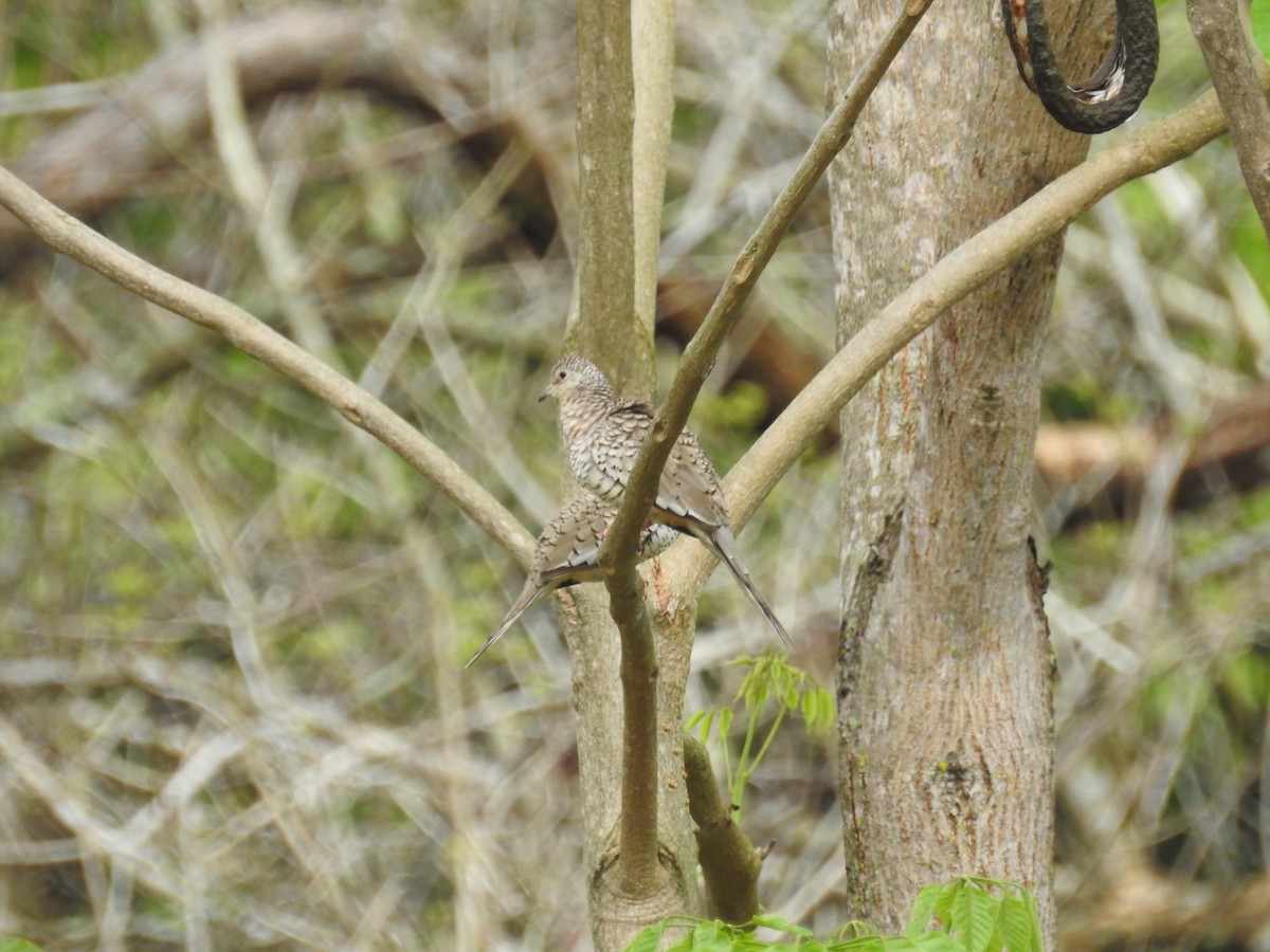 Scaled Dove - ML325655021