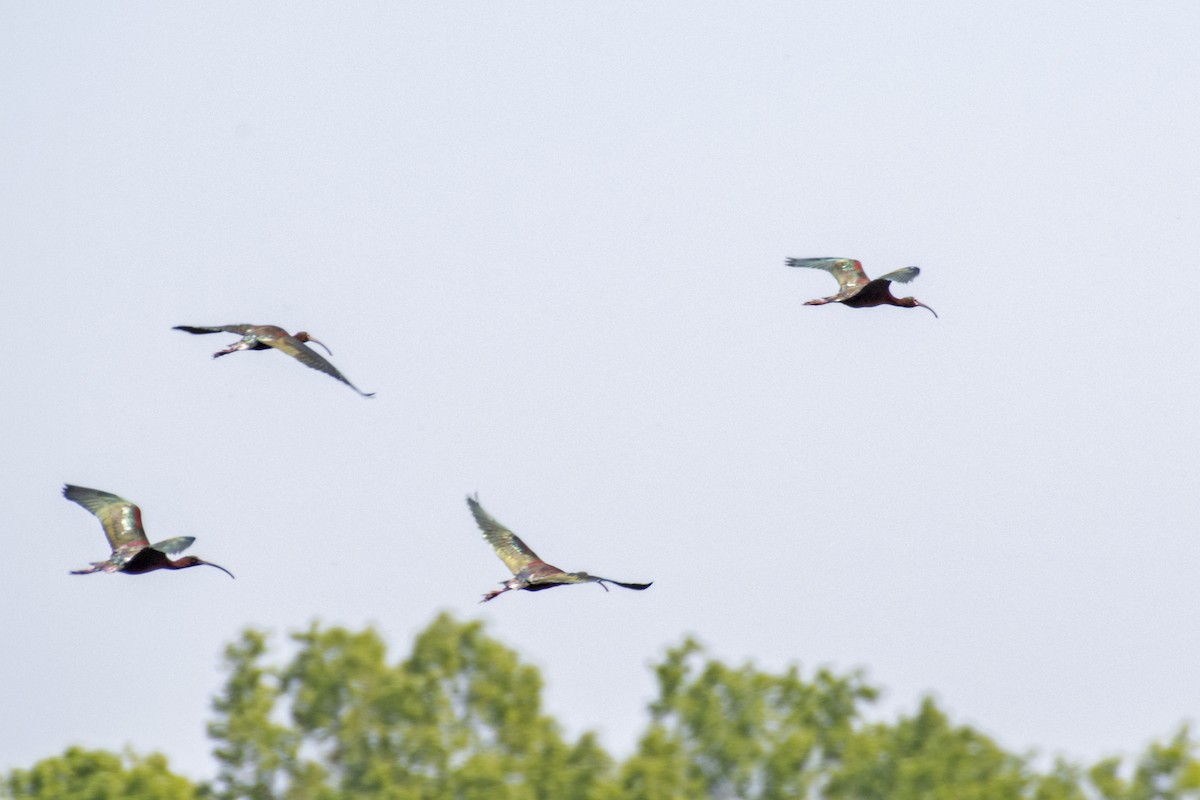 White-faced Ibis - ML325656371