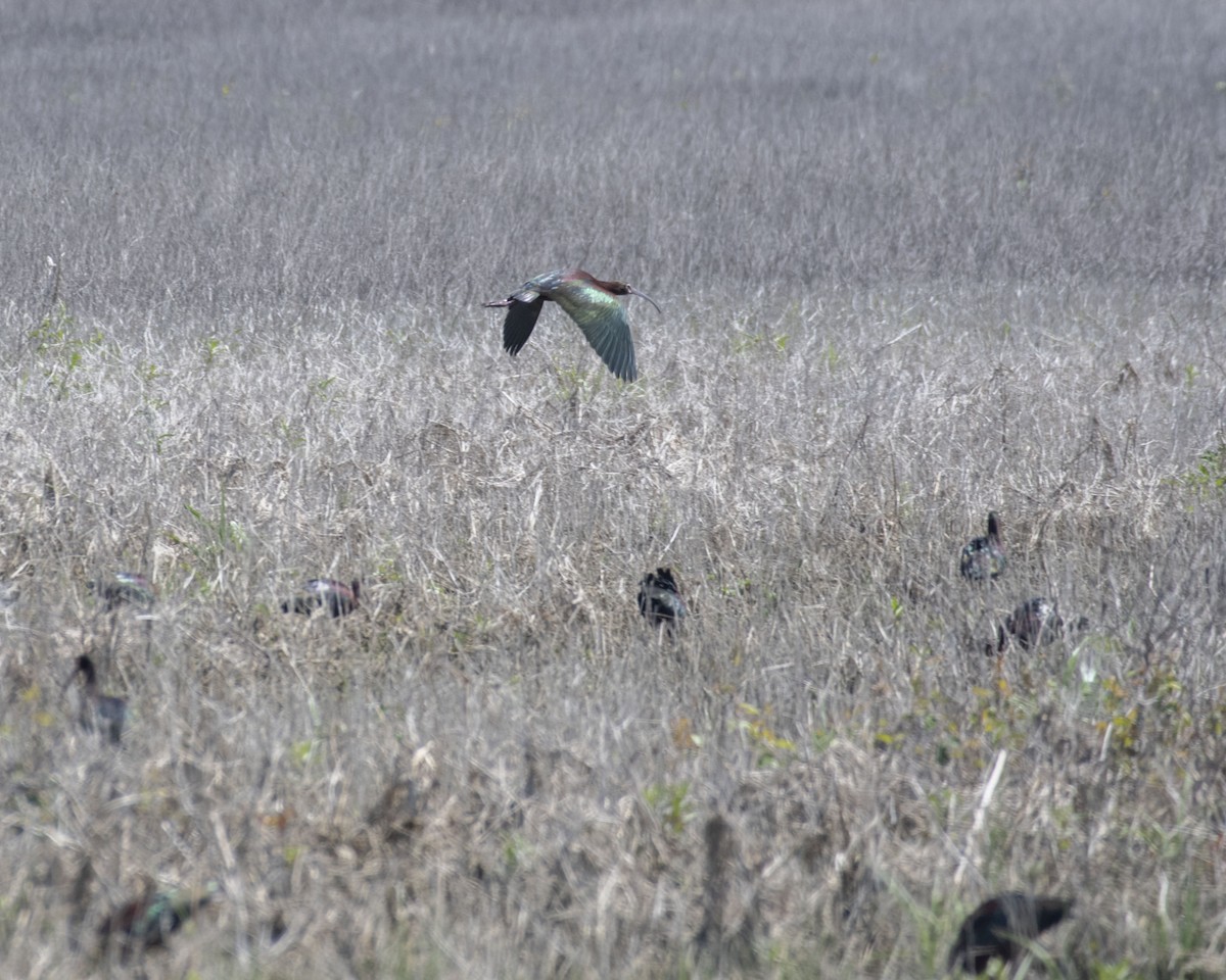 White-faced Ibis - ML325656611