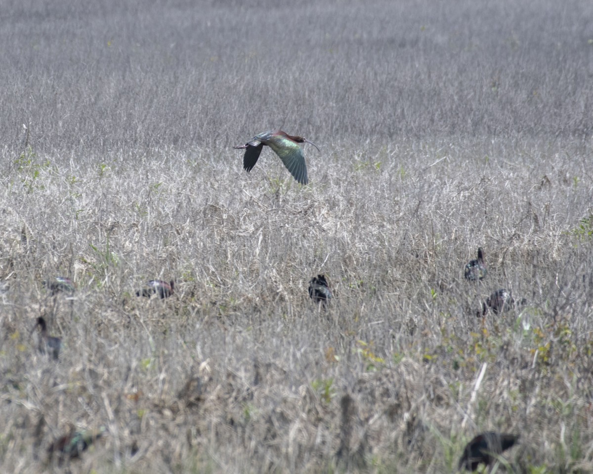 White-faced Ibis - ML325656611