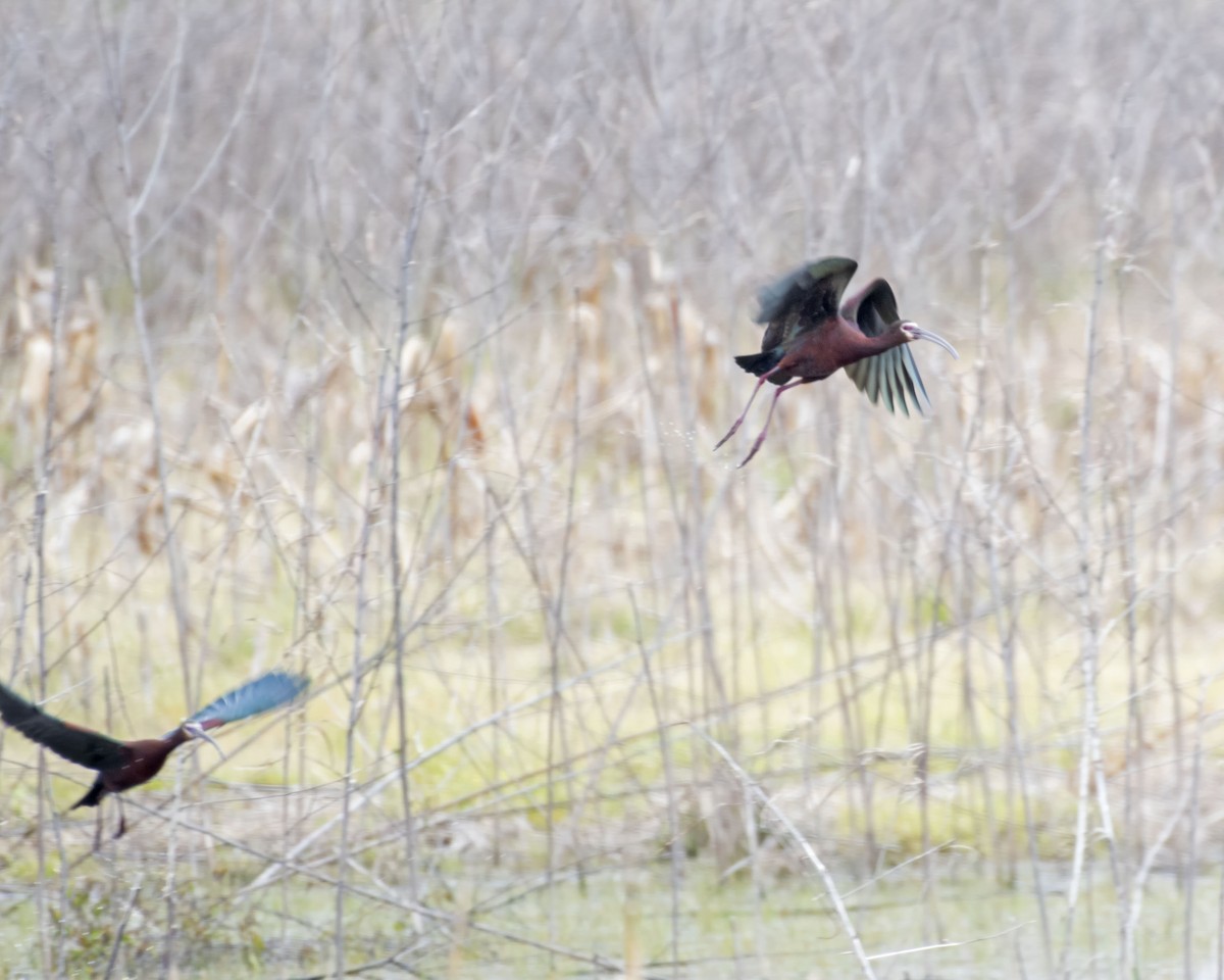 White-faced Ibis - ML325656751