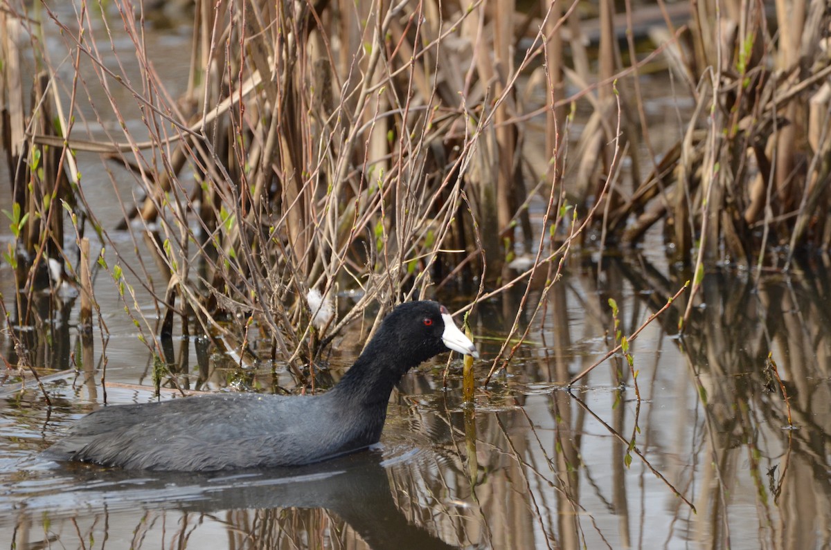 American Coot - ML325656941