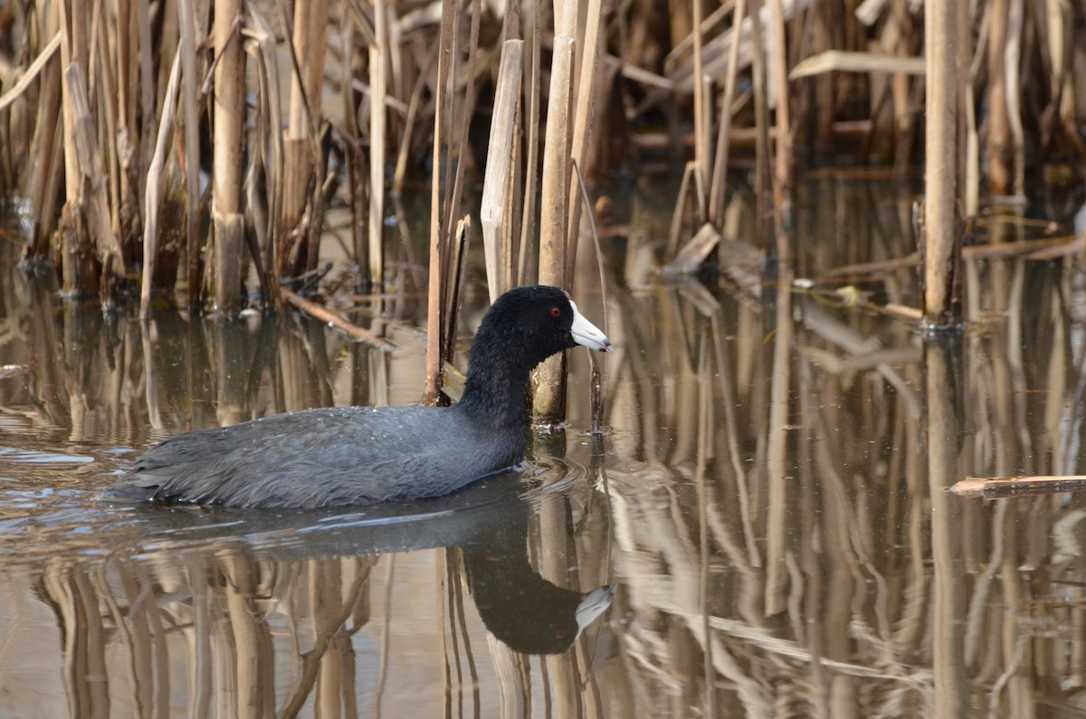 American Coot - ML325657091