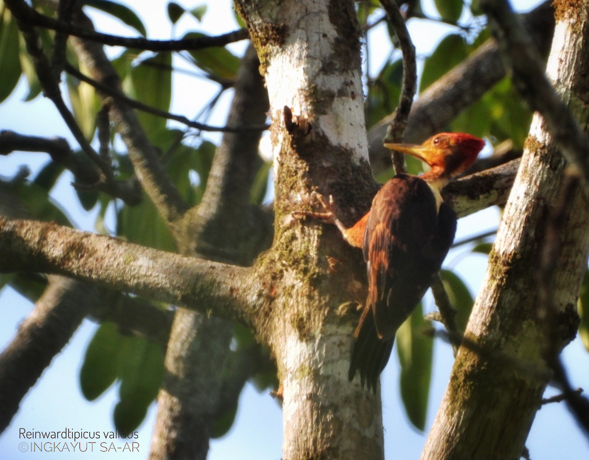 Orange-backed Woodpecker - ML325659441