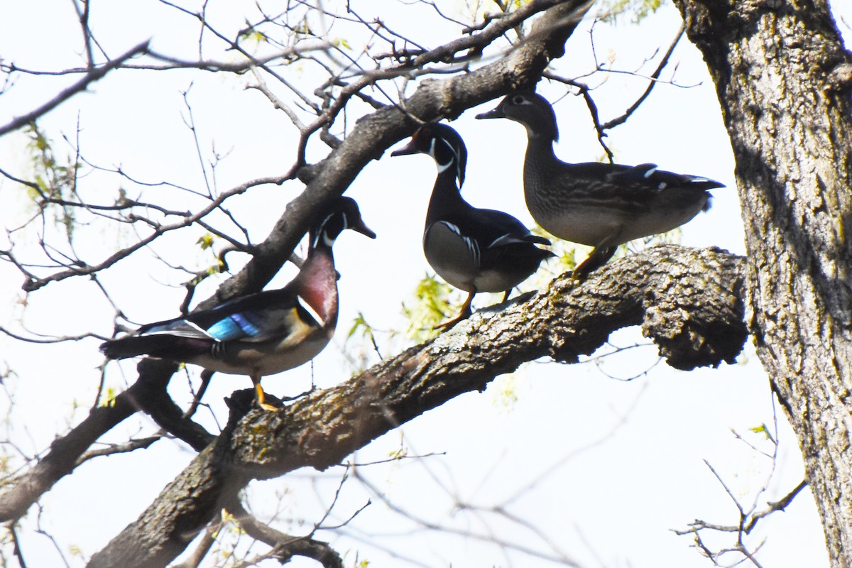 Wood Duck - ML325659511