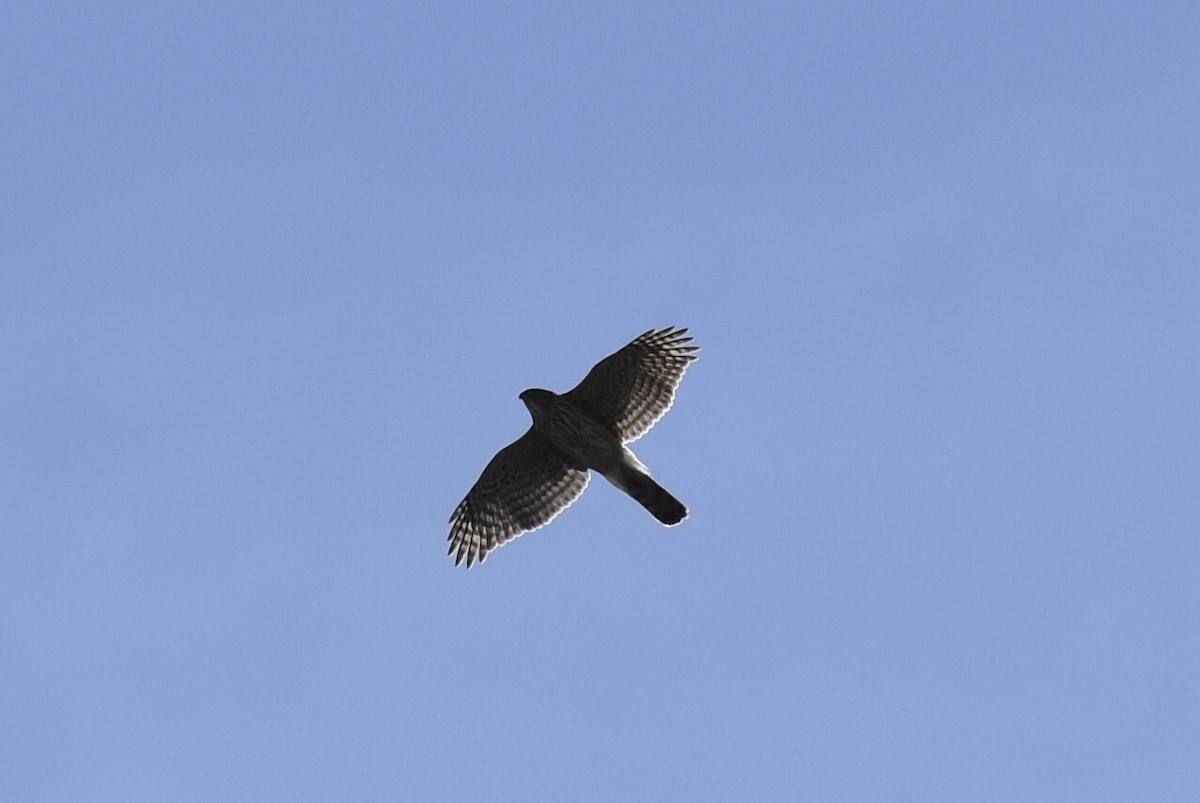 Cooper's Hawk - ML325660321