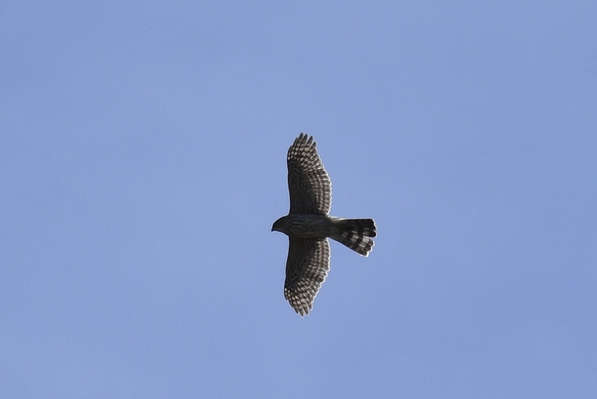 Cooper's Hawk - ML325660391