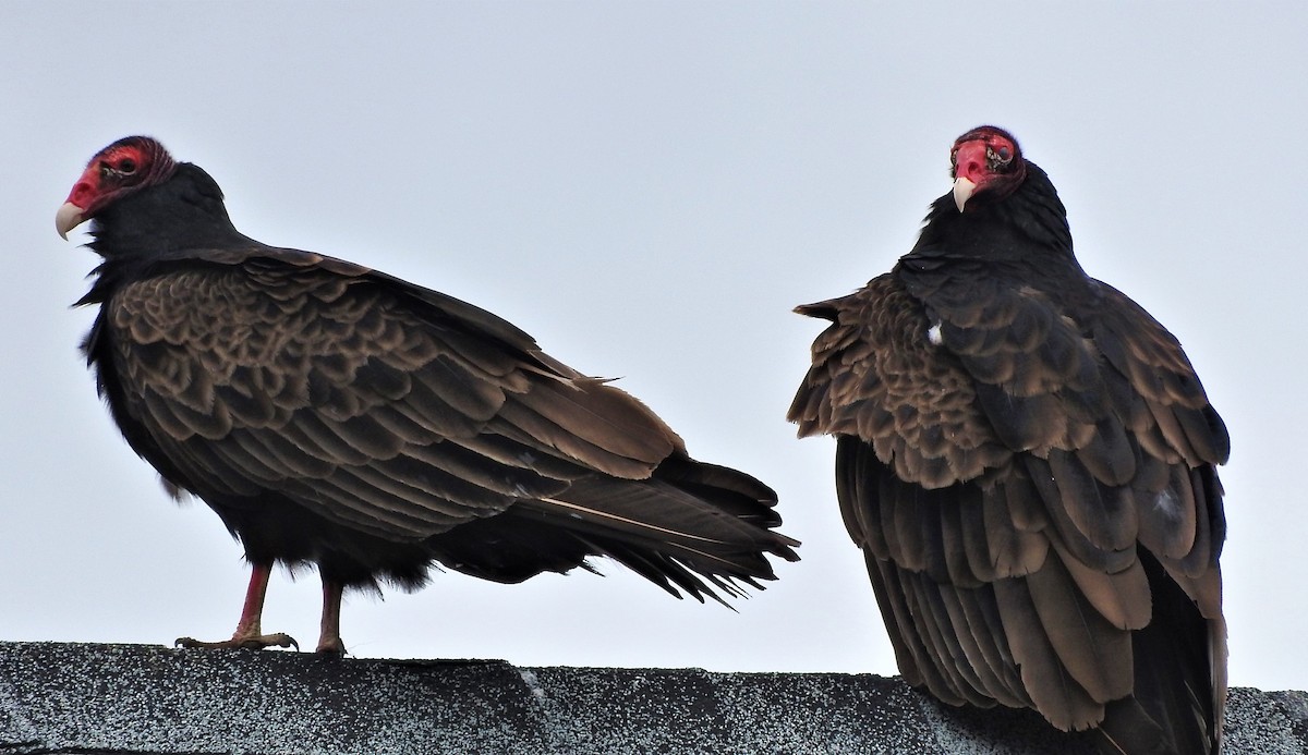Turkey Vulture - ML325660561