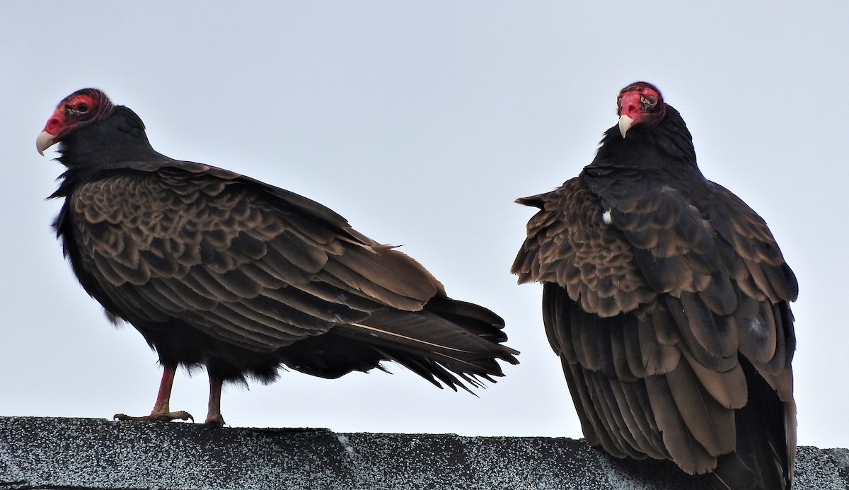 Turkey Vulture - David Parsons
