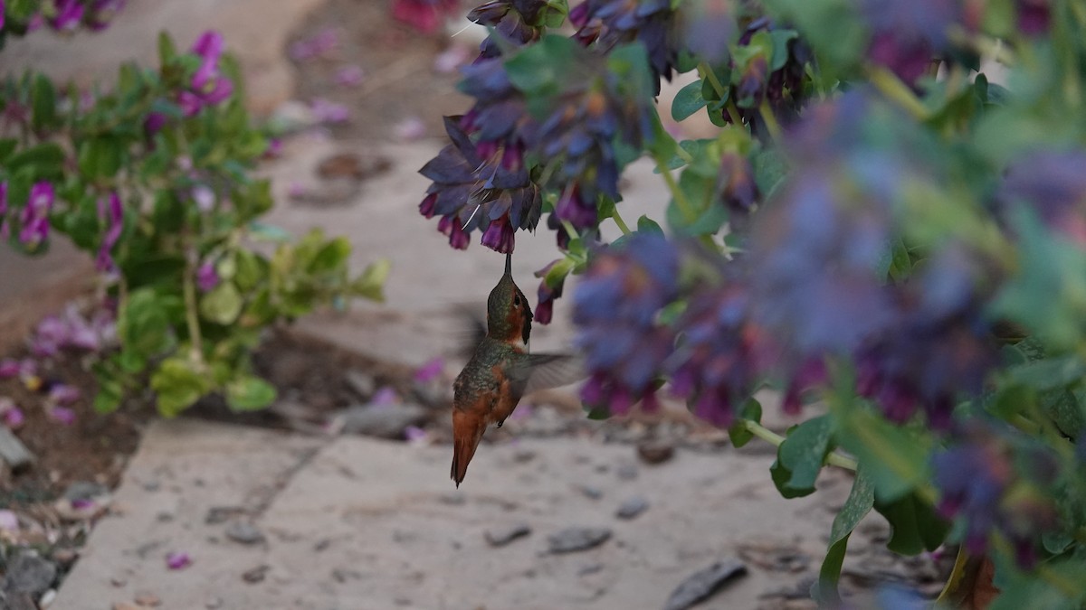 Allen's Hummingbird - ML325664191