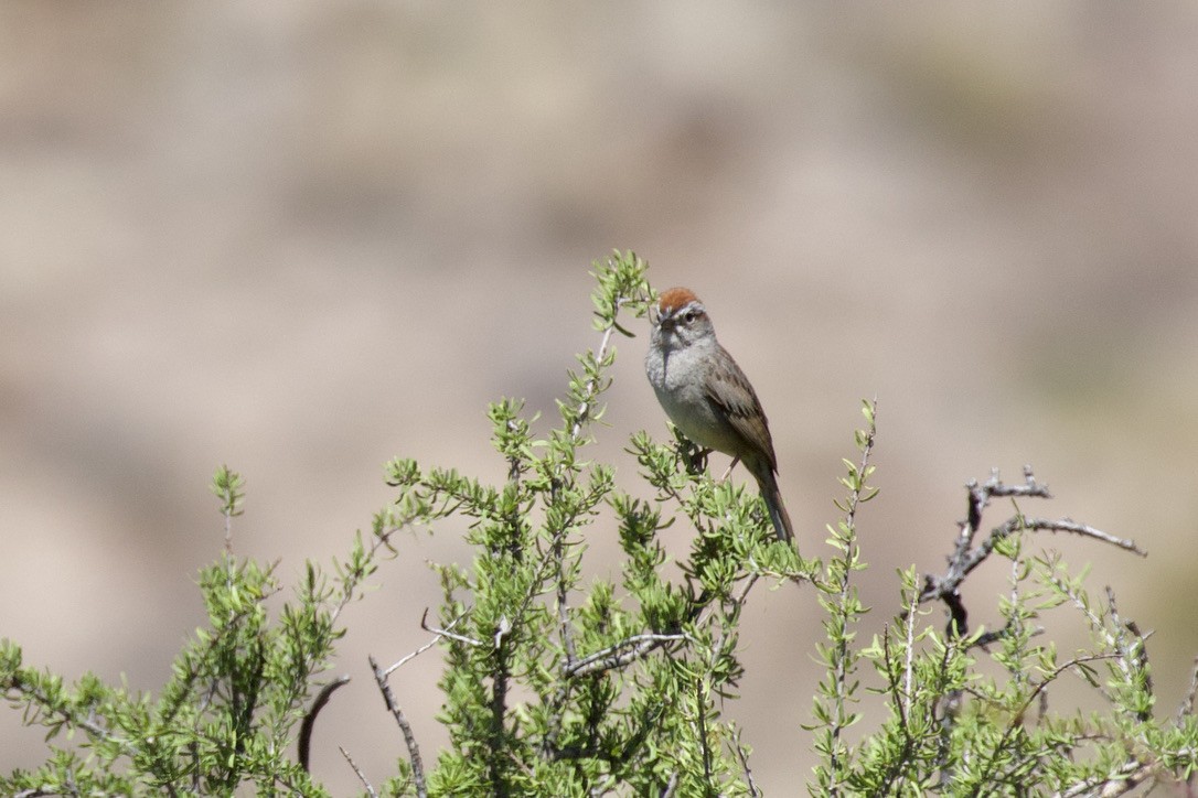 Rufous-crowned Sparrow - Daniel Conrad