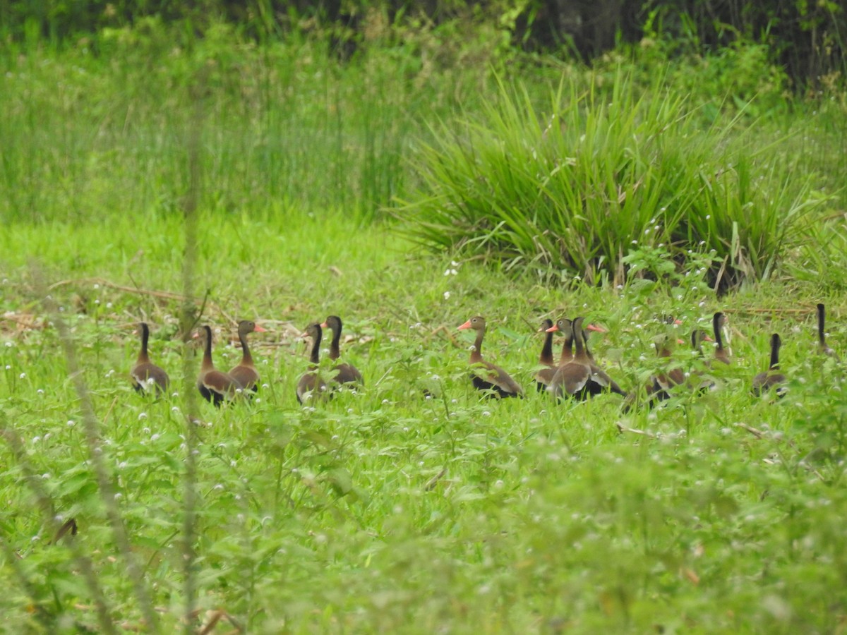 Black-bellied Whistling-Duck - ML325665661