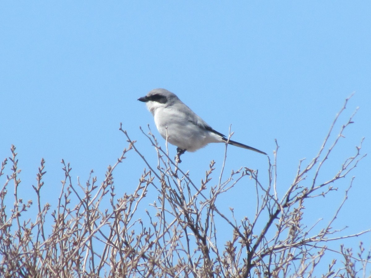 Loggerhead Shrike - ML325666211