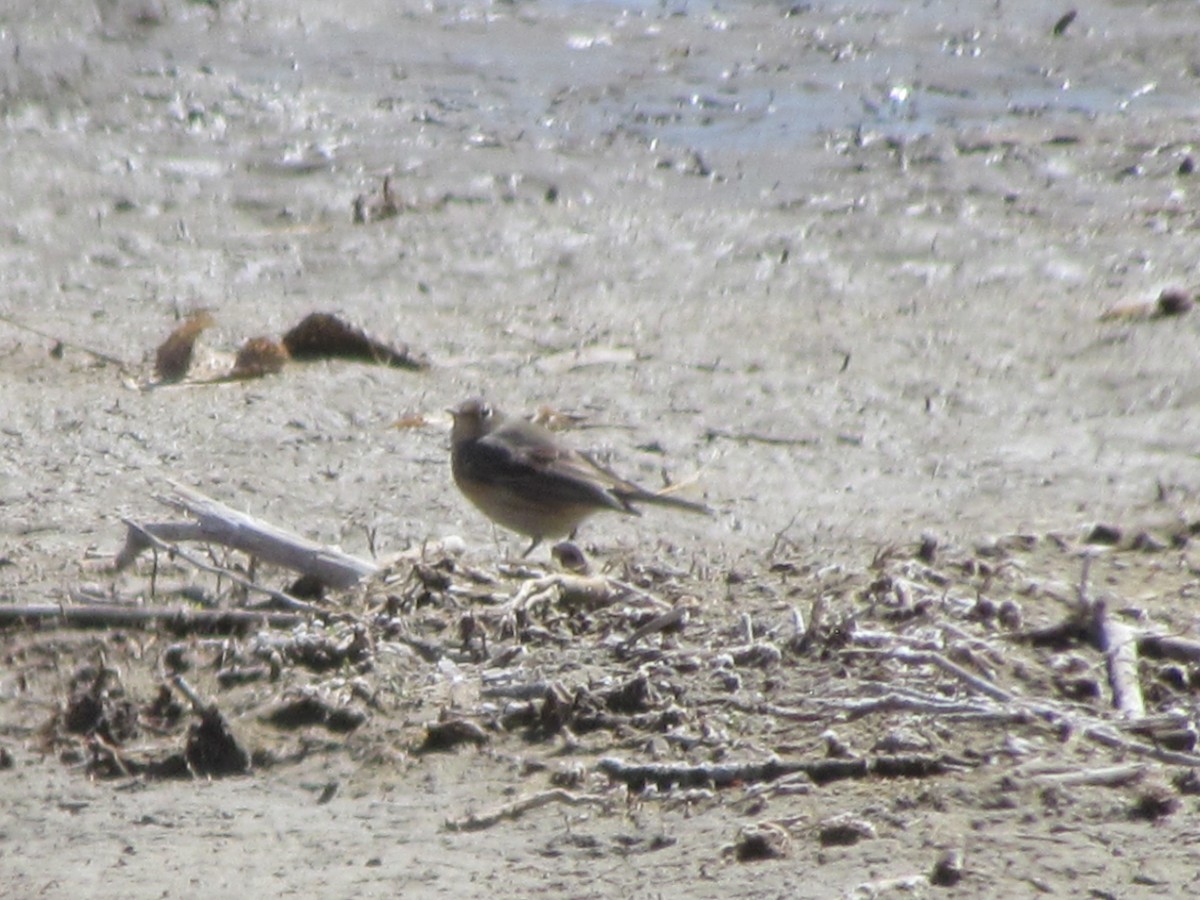 American Pipit - ML325667391