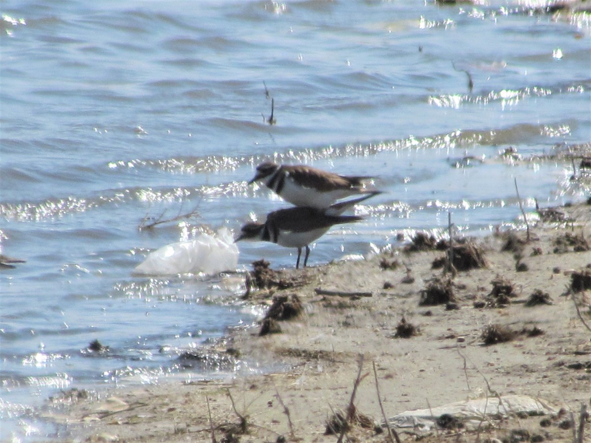 Killdeer - ML325667421