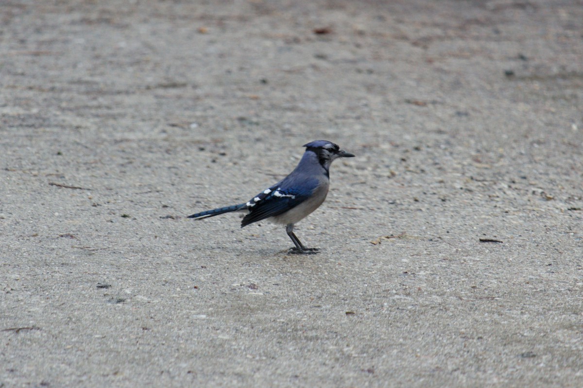 Blue Jay - ML325667451
