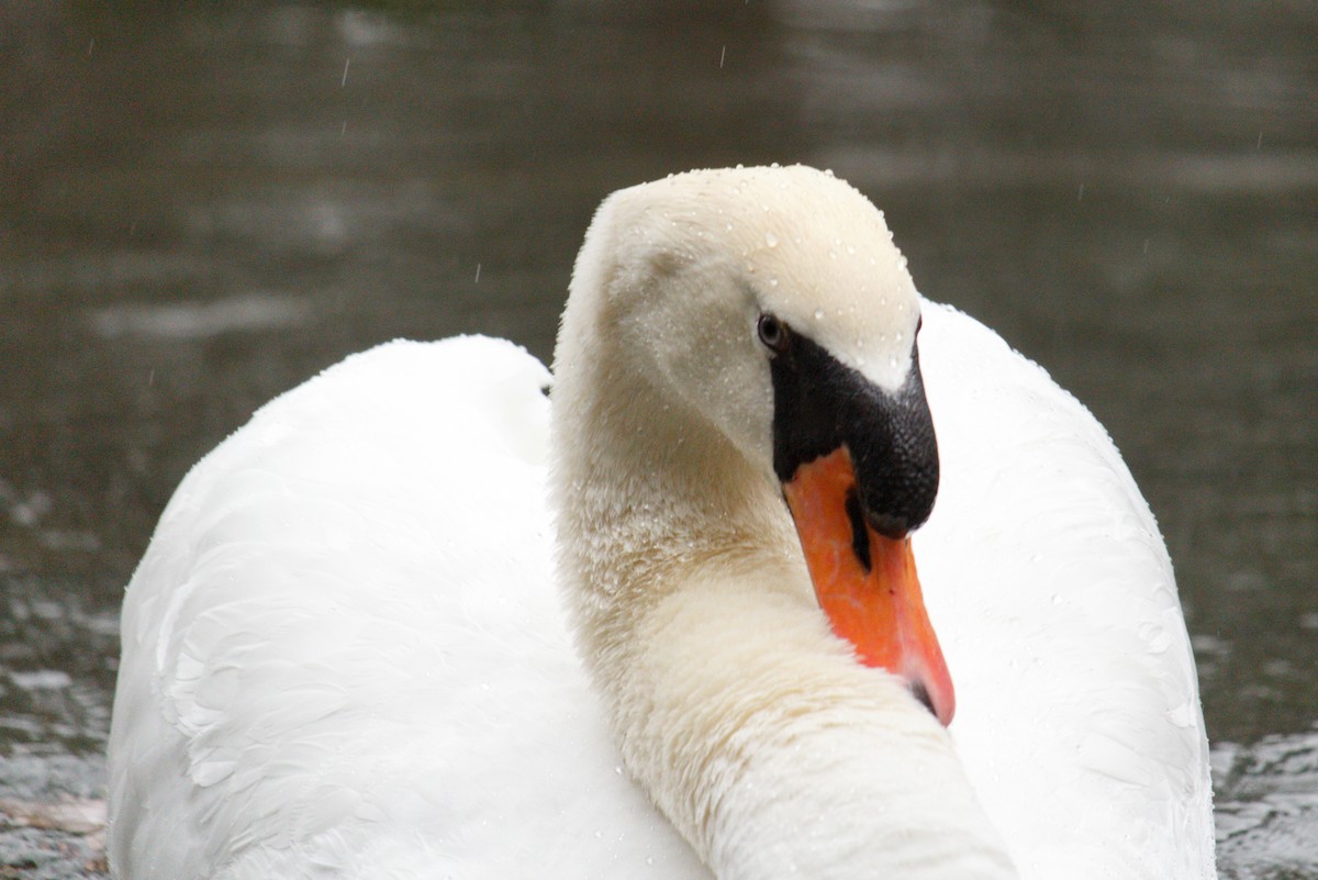 Mute Swan - ML325667591