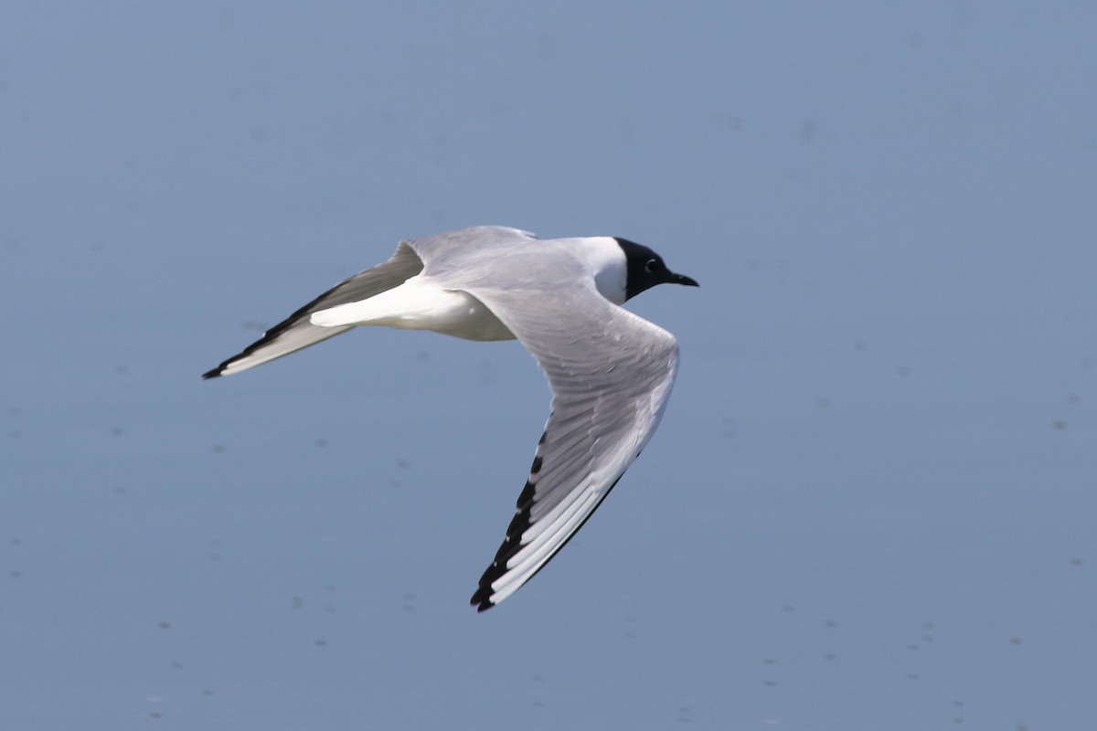 Bonaparte's Gull - J Tanner