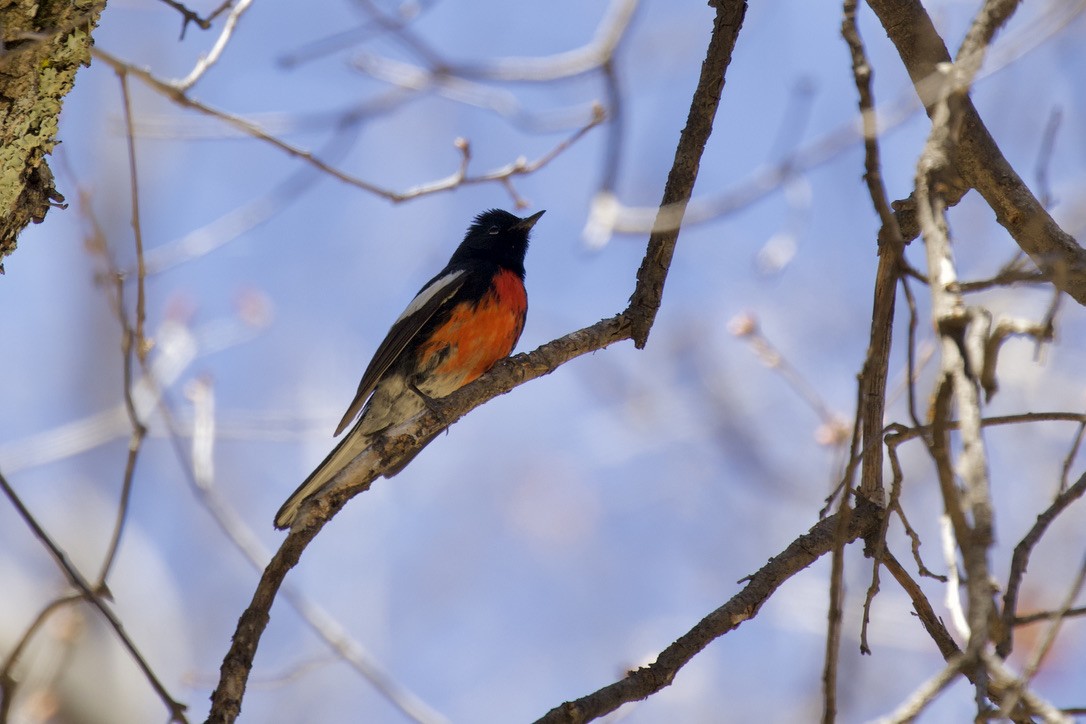 Painted Redstart - ML325668951