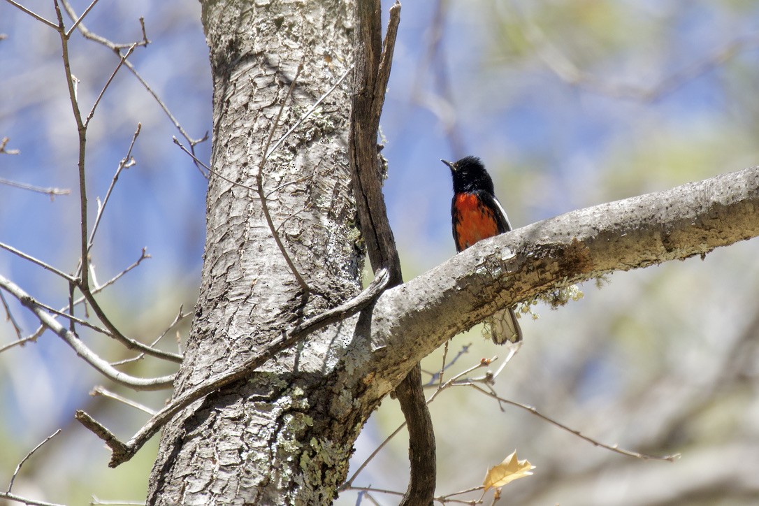 Painted Redstart - Daniel Conrad