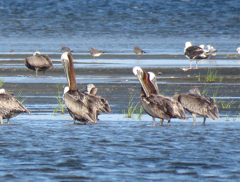 Brown Pelican - Karen Lebing