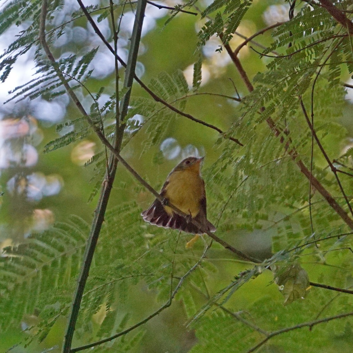 Myiobius sp. - Daniel M Haddad - RJ